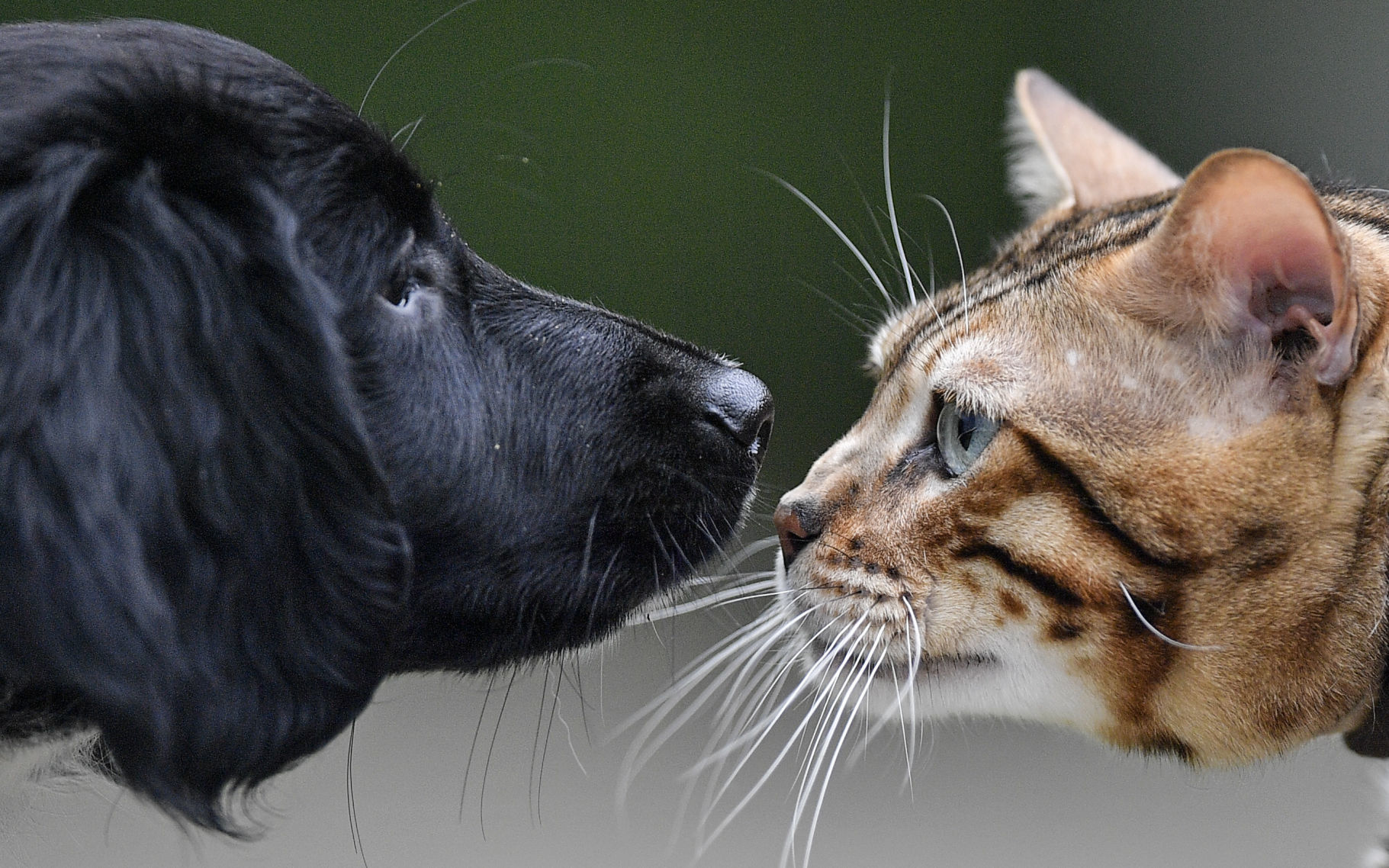 Dog and cat